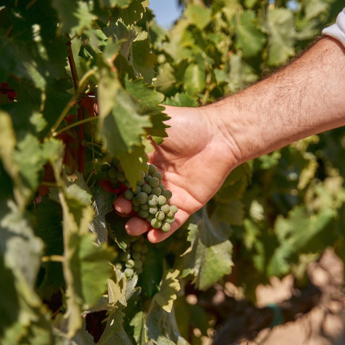 Piatti dectorati Deruta Ficola